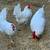 Chickens 1 thumbnail