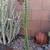 Cactus in pots/ plants 17 thumbnail