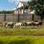 Sheep for sale 3 thumbnail