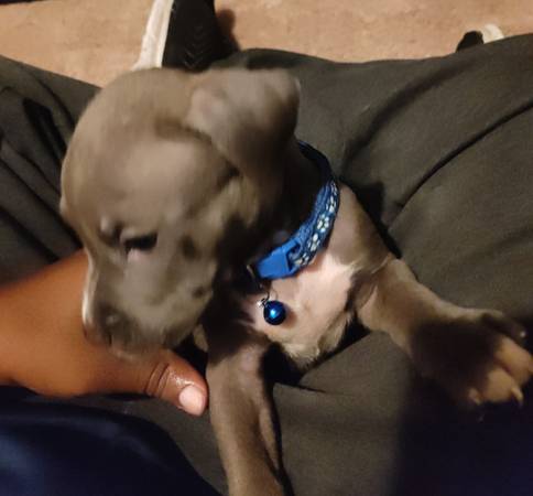 PUPPY NEEDS A HOME SMALL REHOMING FEE (Cleveland)63686604913921120