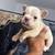 French bulldog puppies 4 thumbnail