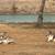 Miniature Donkeys Mating pair 4 thumbnail