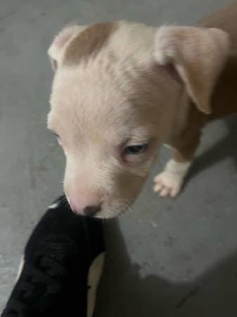 Cachorros Pitbull en Adopción (Lawrence Township)63624637358465123