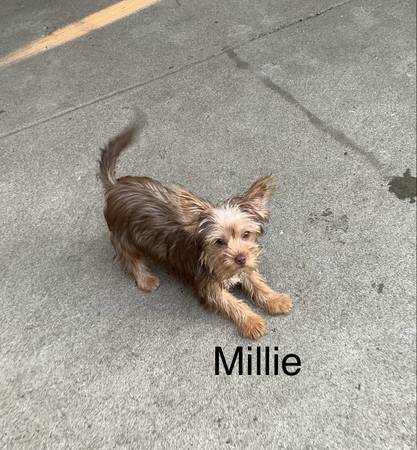 Female Parti Yorkie63790338280577121