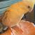 cockatiel beautiful & tame 2 thumbnail