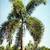 FOXTAIL Palms ///// Wodyetia bifurcata 3 thumbnail