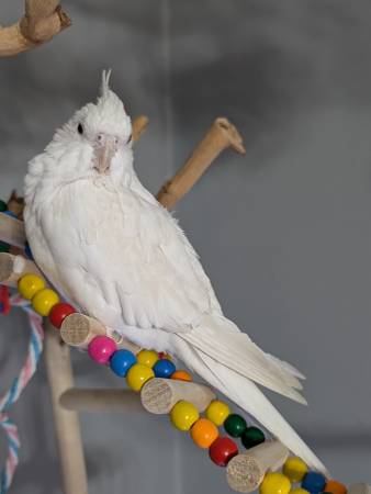 White cockatiel63872020094849120