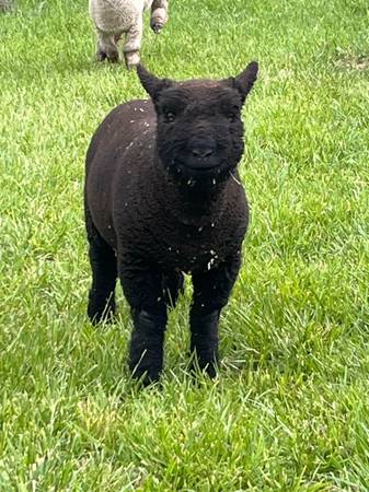 Southdown Babydoll Sheep 1