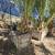 Palm Trees for sale 5 thumbnail
