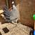 Clemmons Hen for sale 3 thumbnail