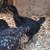 Young purebred layer pullet chickens 6 thumbnail