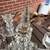 Vintage Crystal four light Candelabra holder with prisms 4 thumbnail