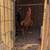 Kelso rooster 1 thumbnail