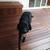 Batu (Red Balau) Decking, Siding, Fencing 2 thumbnail