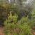 Great Vacation or Retirement Paynes Creek Property - OWC w/$2000 Down 4 thumbnail