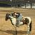 Bay gelding 6 thumbnail