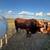 Bull prospect beefmaster 5 thumbnail
