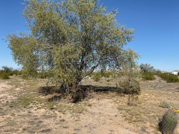 $350 TERRENO EN ALQUILER (Amarillo Valley y Clayton - Calles transversales) (Maricopa Az.)63654690574977120