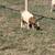Nigerian dwarf goat 2 thumbnail