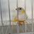 Yellow Lady Gouldian Finch 1 thumbnail