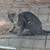 Barn cats 1 thumbnail
