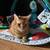 Orange and Tux cats need rehomeing 1 thumbnail