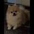 Rehoming Pomeranian 2 thumbnail