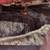11 Black Beef Feeder Calves 10 thumbnail