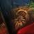 Tarantulas 3 thumbnail