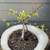 HORNBEAM BONSAI 3 thumbnail