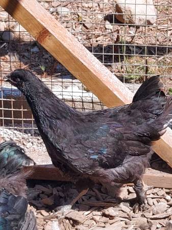 Hen and rooster - $20 (Roy)63471460355459123