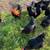 French Black Copper Marans chicks chick 2 thumbnail