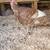 Two Pure Bourbon Red Jake Turkeys 1 thumbnail