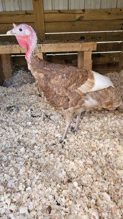Two Pure Bourbon Red Jake Turkeys 1