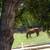 Horse Boarding on Quiet Horse Ranch North County 1 thumbnail
