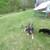 AKC German Shepherd puppy 4 thumbnail