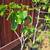 Fig fruit trees 5 thumbnail