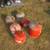 6-Vintage Eagle Gas Cans 1 thumbnail