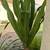Giant Crinum Lily / Giant Spider Lily 4 thumbnail