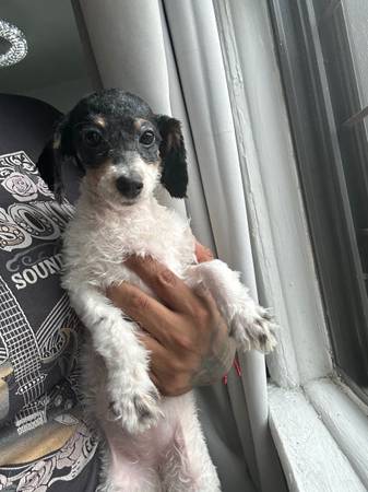 free mini poodle 5 months (corona queens)63850258403971120