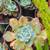 SUCCULENTS: Echeveria and other plants for sale: Large Variety $5 each 18 thumbnail