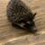 Healthy Baby Hedghogs 6 thumbnail