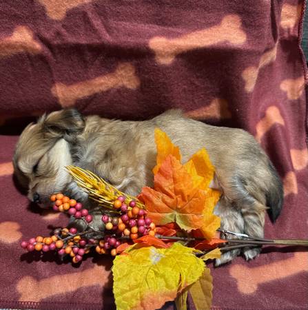 Morkie Puppies For Rehoming Arlington, TX64311416750721123