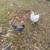 Chickens and chicks 1 thumbnail