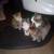 ADORABLE, SWEET LOVING KITTENS FREE TO GOOD HOME 10 thumbnail