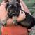 Schnauzers! Giant and mini! 1 thumbnail