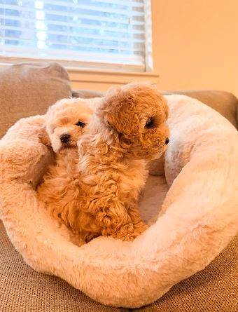 (8-week-old)-Teacup Poodle puppies