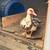 Ducks 4 thumbnail
