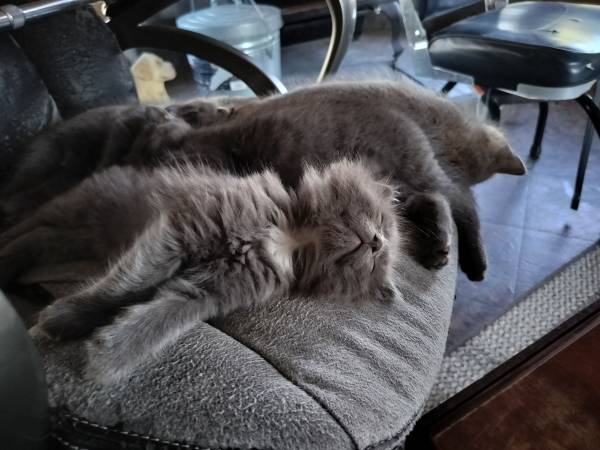 Gray cats giveaway (Cedar Rapids)64052091126657120