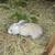 Flemish giant rabbits 10 thumbnail